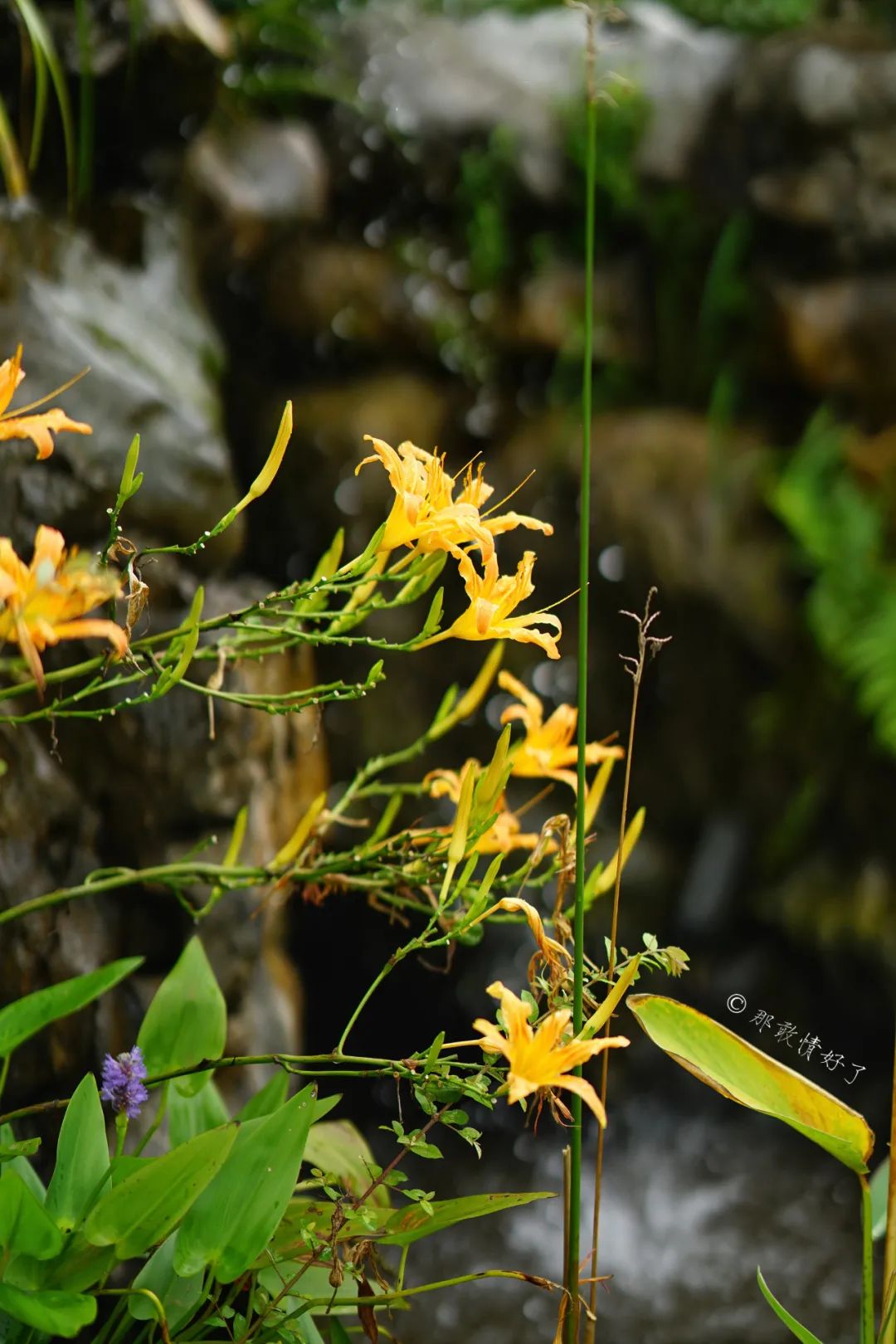 ��ɽ��˵��0�����Ļ��̴�լ���ޣ�������������ס�ڴ��辰��