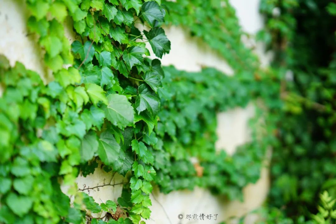 ��ɽ��˵��0�����Ļ��̴�լ���ޣ�������������ס�ڴ��辰��