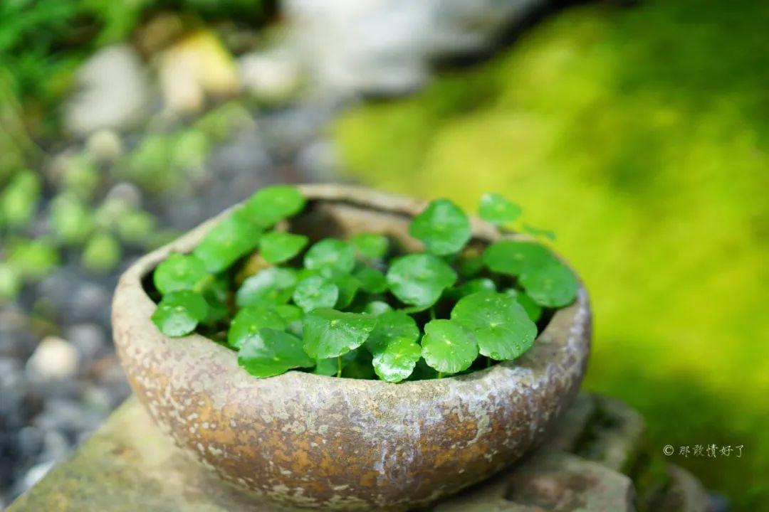 ��ɽ��˵��0�����Ļ��̴�լ���ޣ�������������ס�ڴ��辰��