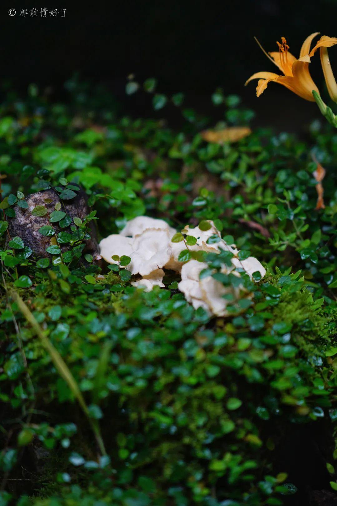 ��ɽ��˵��0�����Ļ��̴�լ���ޣ�������������ס�ڴ��辰��