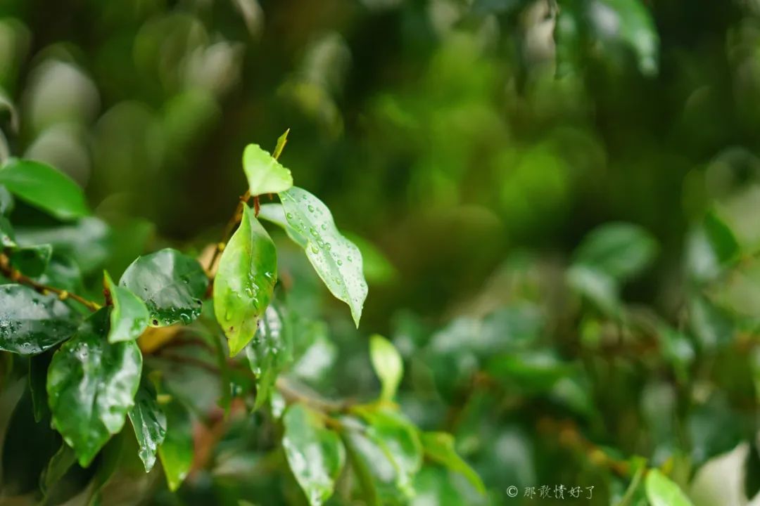 ��ɽ��˵��0�����Ļ��̴�լ���ޣ�������������ס�ڴ��辰��