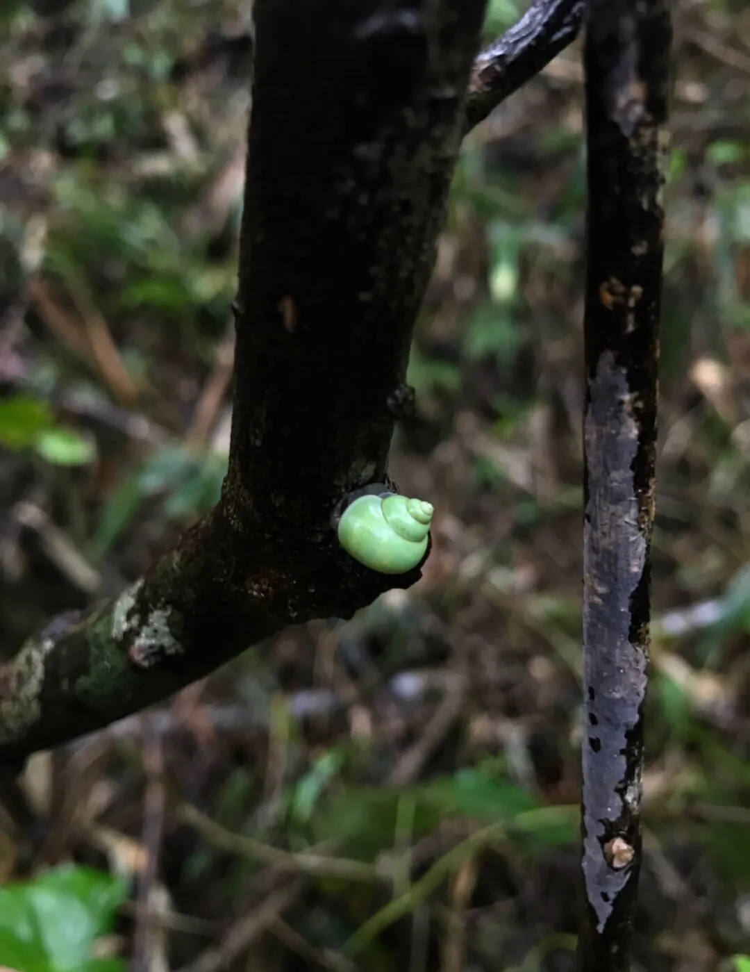 ��ɽ��ţ�����ɰ����Ҽ���ɽ�����ģ�����ɽ����Ӧ���ǡ�