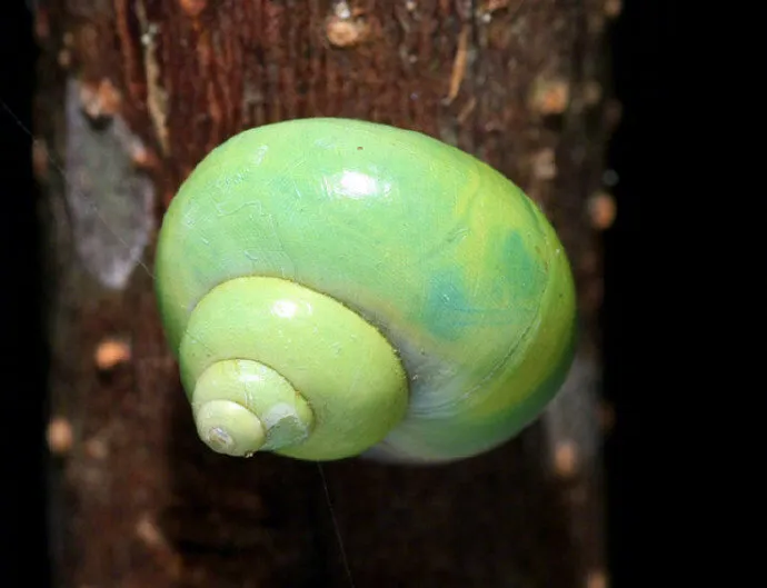 ��ɽ��ţ�����ɰ����Ҽ���ɽ�����ģ�����ɽ����Ӧ���ǡ�