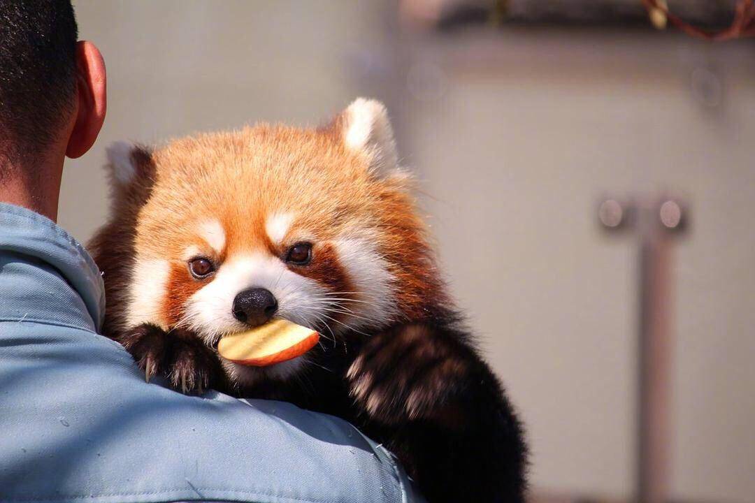 ǧ��Ҫ�Ż�С��è�������������Ͷ��