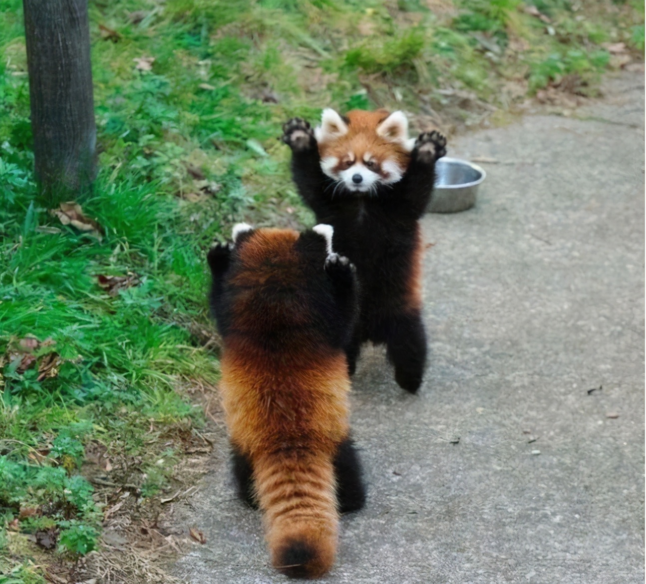 ǧ��Ҫ�Ż�С��è�������������Ͷ��