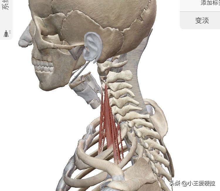 9�����ϵľ�׵���������������ͷʹѣ�ζ���֢״�����Ҹ��Ʒ���