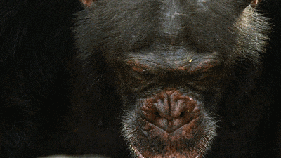 һҪӿ12߷񼶼¼Ƭ̫