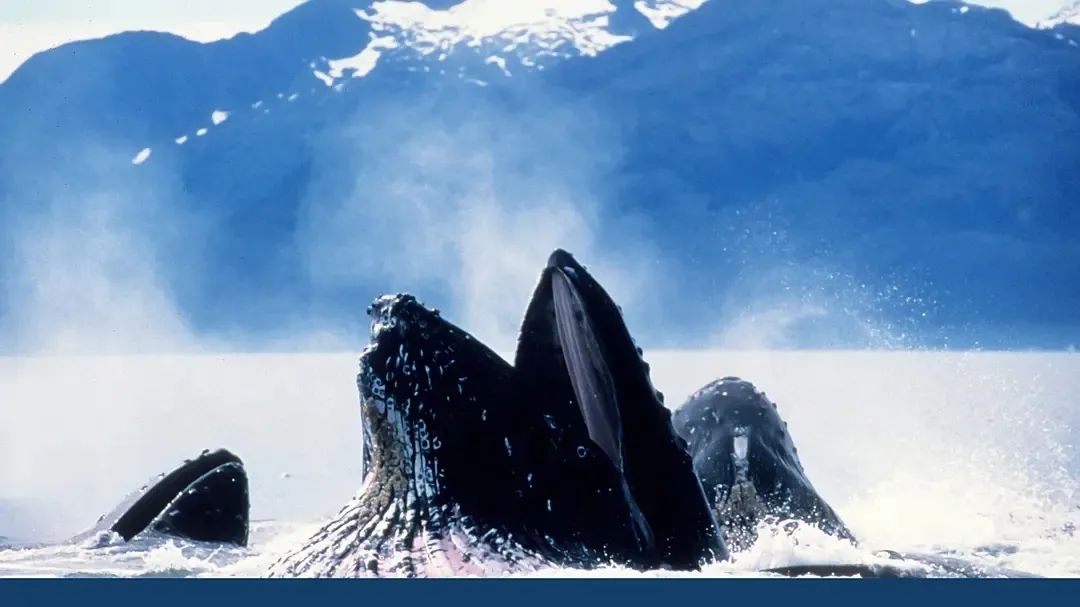 假期一定要给孩子看!12部超高分神级纪录片,太赞了