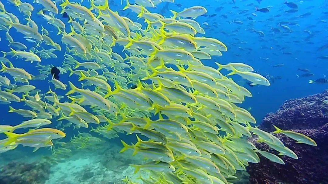 һҪӿ12߷񼶼¼Ƭ̫