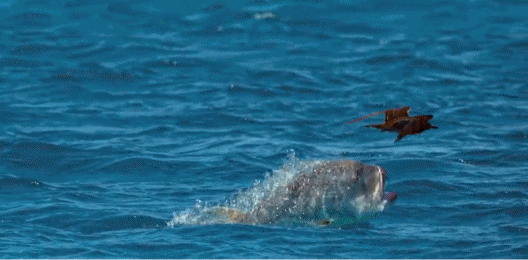 һҪӿ12߷񼶼¼Ƭ̫