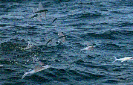 һҪӿ12߷񼶼¼Ƭ̫