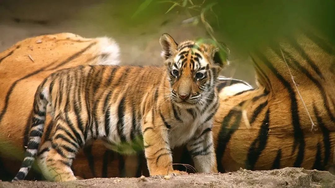 һҪӿ12߷񼶼¼Ƭ̫