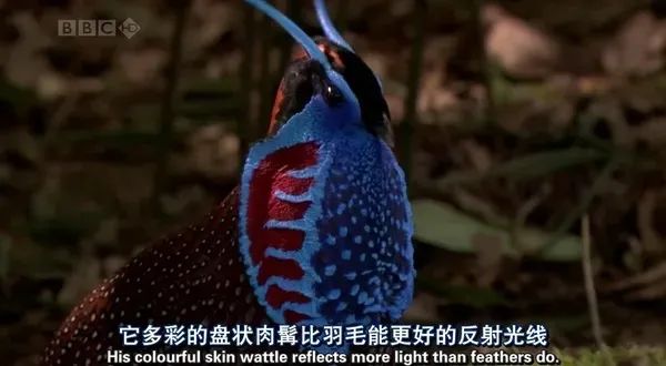 һҪӿ12߷񼶼¼Ƭ̫