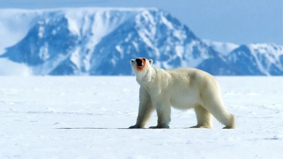 һҪӿ12߷񼶼¼Ƭ̫