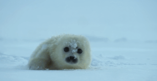 һҪӿ12߷񼶼¼Ƭ̫