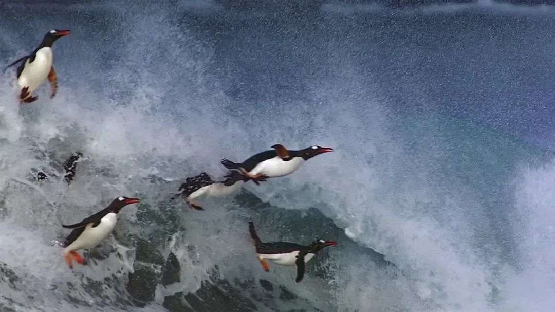 һҪӿ12߷񼶼¼Ƭ̫