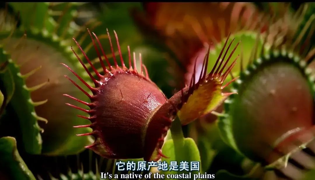 һҪӿ12߷񼶼¼Ƭ̫