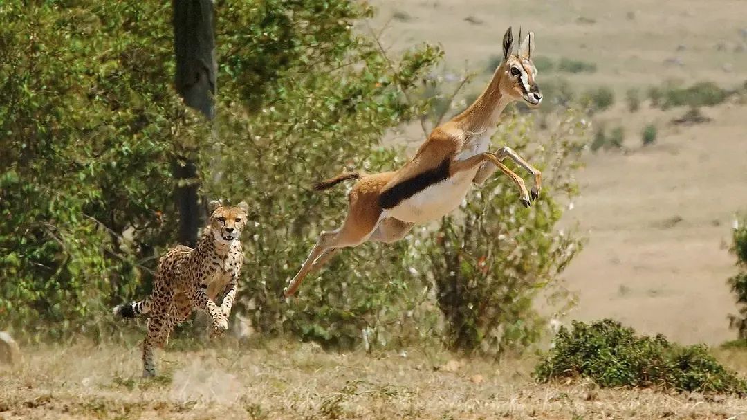 һҪӿ12߷񼶼¼Ƭ̫