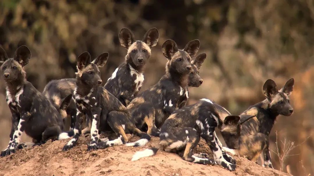 һҪӿ12߷񼶼¼Ƭ̫