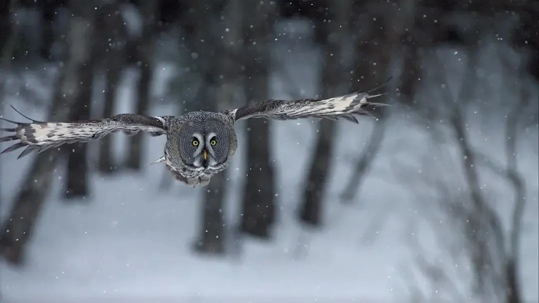 һҪӿ12߷񼶼¼Ƭ̫