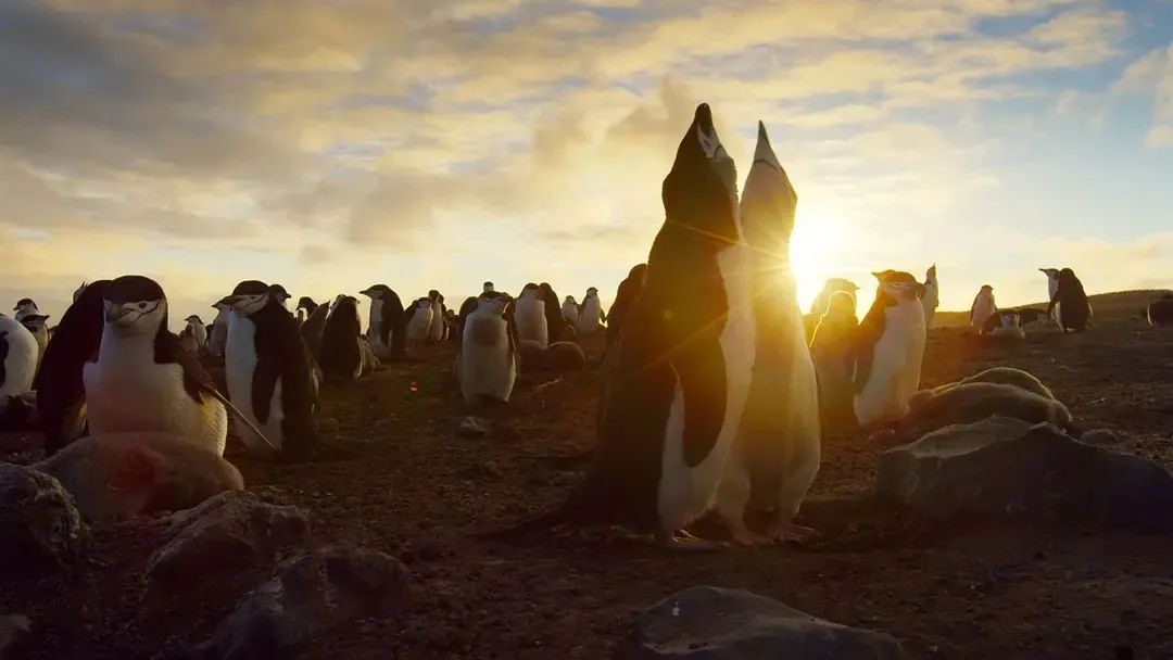 һҪӿ12߷񼶼¼Ƭ̫