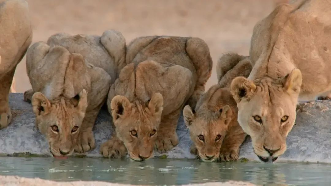 һҪӿ12߷񼶼¼Ƭ̫