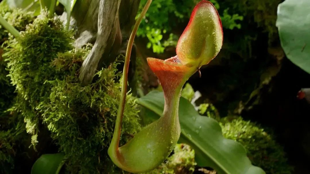 һҪӿ12߷񼶼¼Ƭ̫