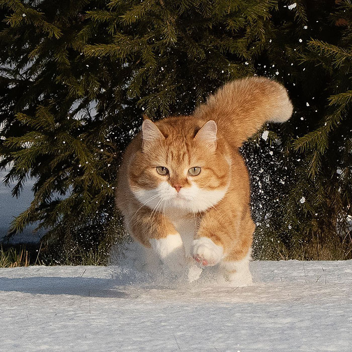 一只体态发福的俄罗斯网红猫热爱玩雪是个灵活的胖子