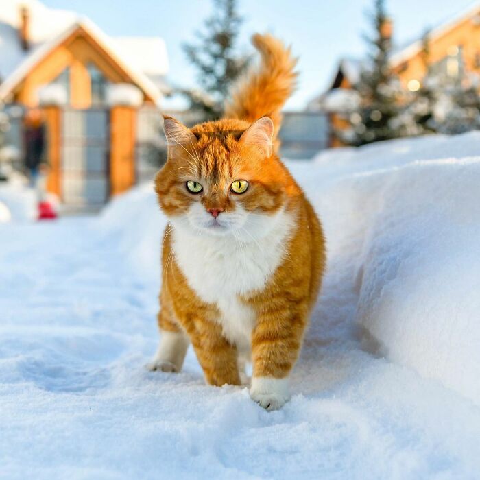 一只体态发福的俄罗斯网红猫热爱玩雪是个灵活的胖子