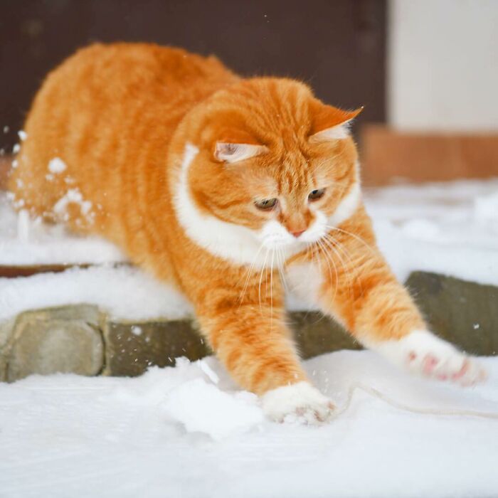 一只体态发福的俄罗斯网红猫热爱玩雪是个灵活的胖子