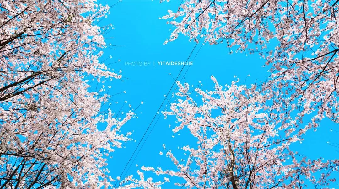 ����һ�����죬�����ų�һ�ֲ��׳����