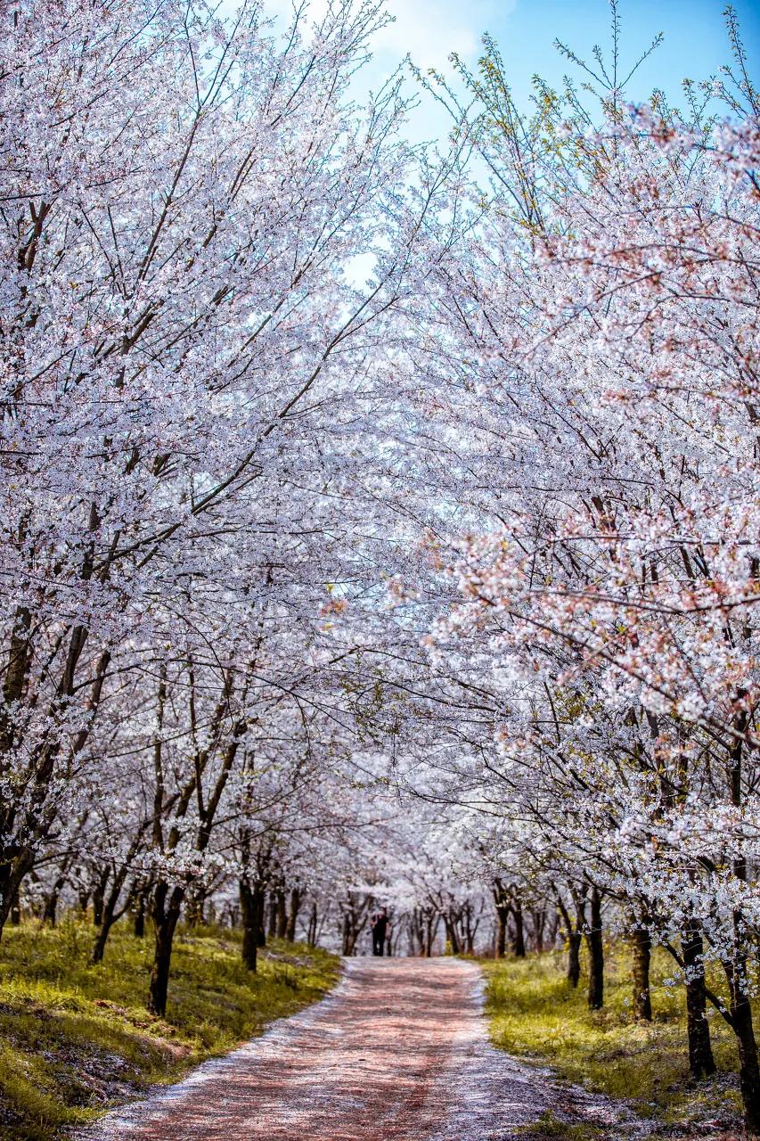 ����һ�����죬�����ų�һ�ֲ��׳����