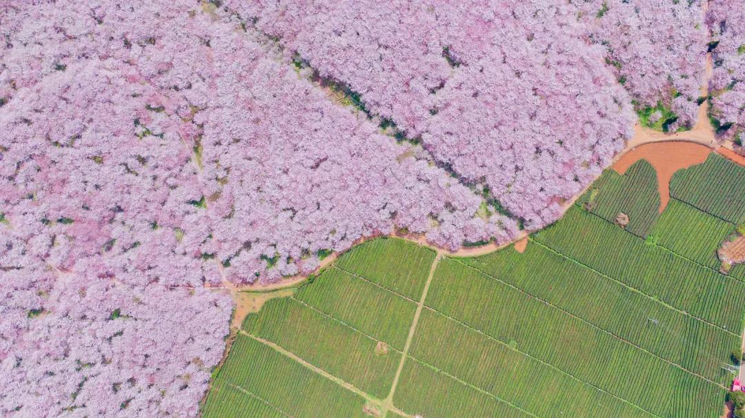 ����һ�����죬�����ų�һ�ֲ��׳����