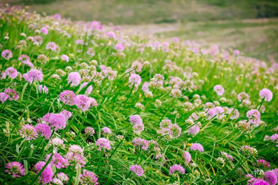 ����һ�����죬�����ų�һ�ֲ��׳����