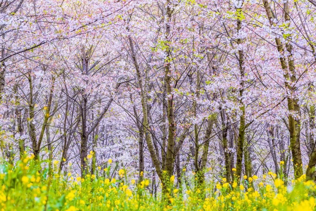 ����һ�����죬�����ų�һ�ֲ��׳����