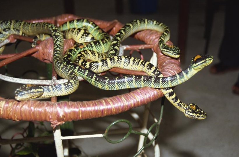 ����Ψһ�ġ����������������߷��ģ��οͣ�����һ�㶼������