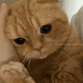 ���ڲ�һ�����㷢�ƣ���һ��������úù�