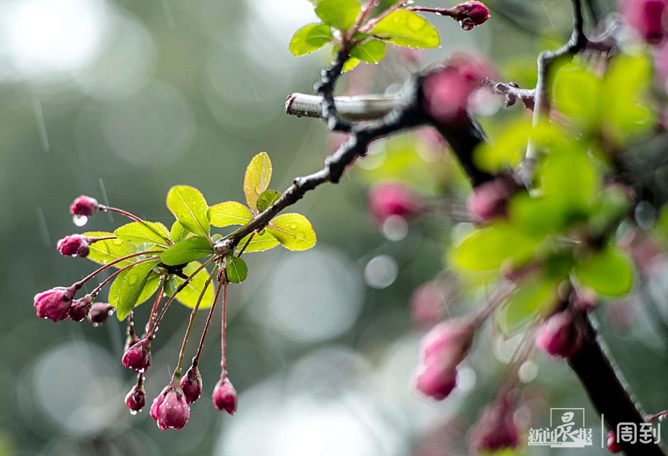 ����³Ѹ��԰��һ����ζʮ��ˮī�� | ����ͷ