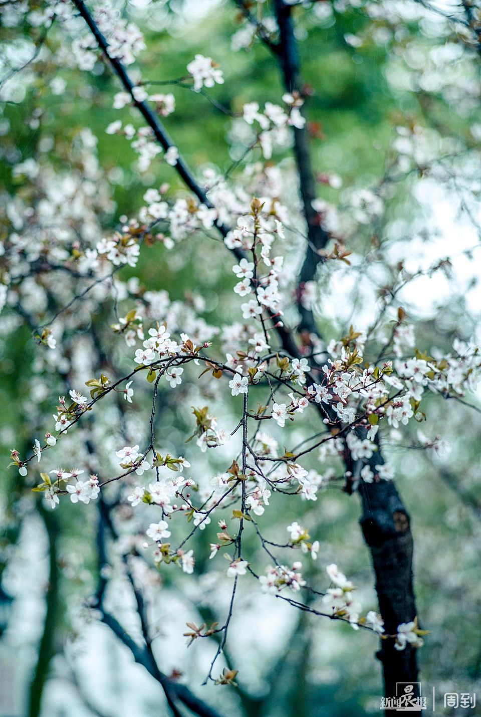 ����³Ѹ��԰��һ����ζʮ��ˮī�� | ����ͷ