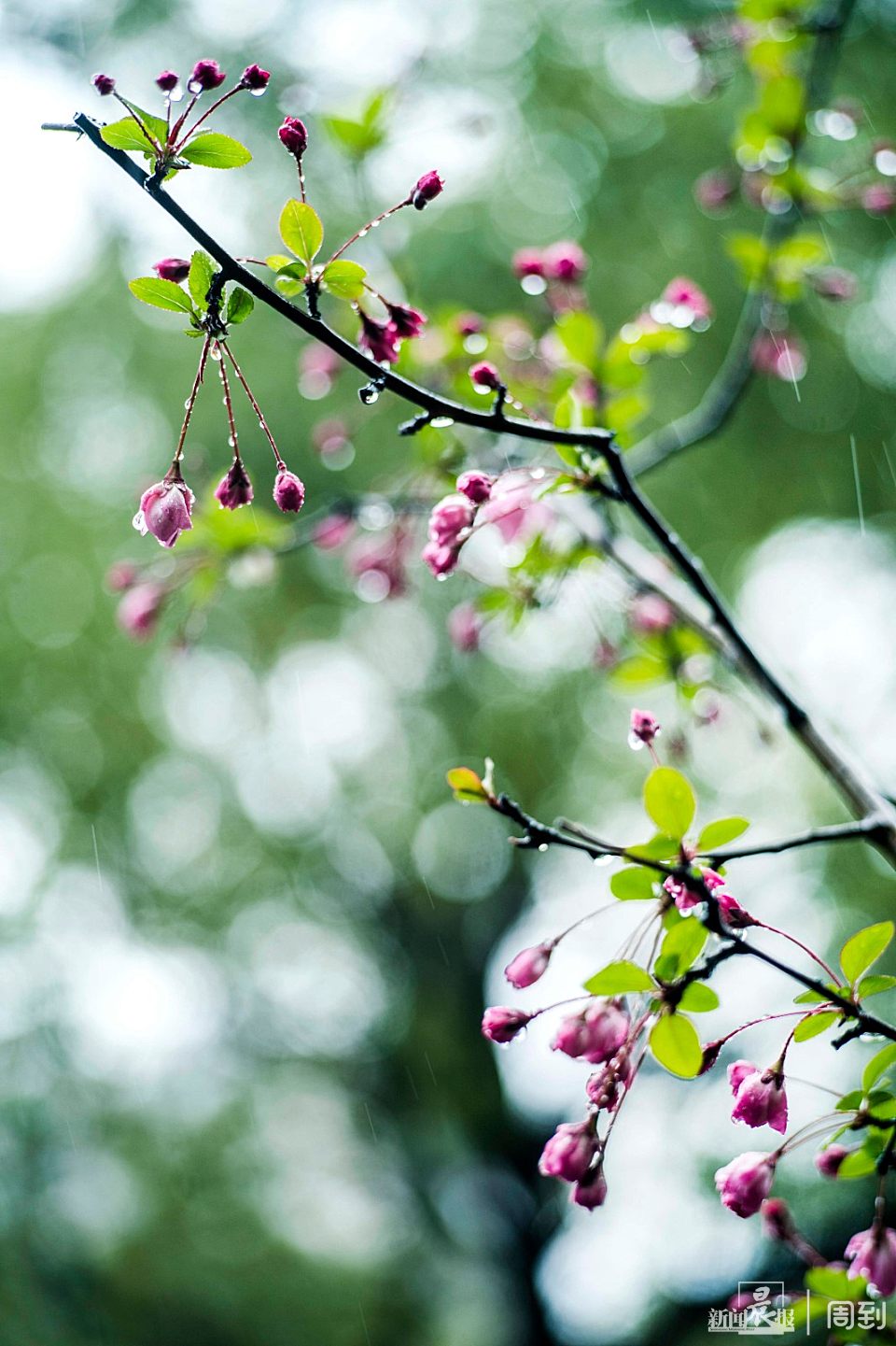 ����³Ѹ��԰��һ����ζʮ��ˮī�� | ����ͷ