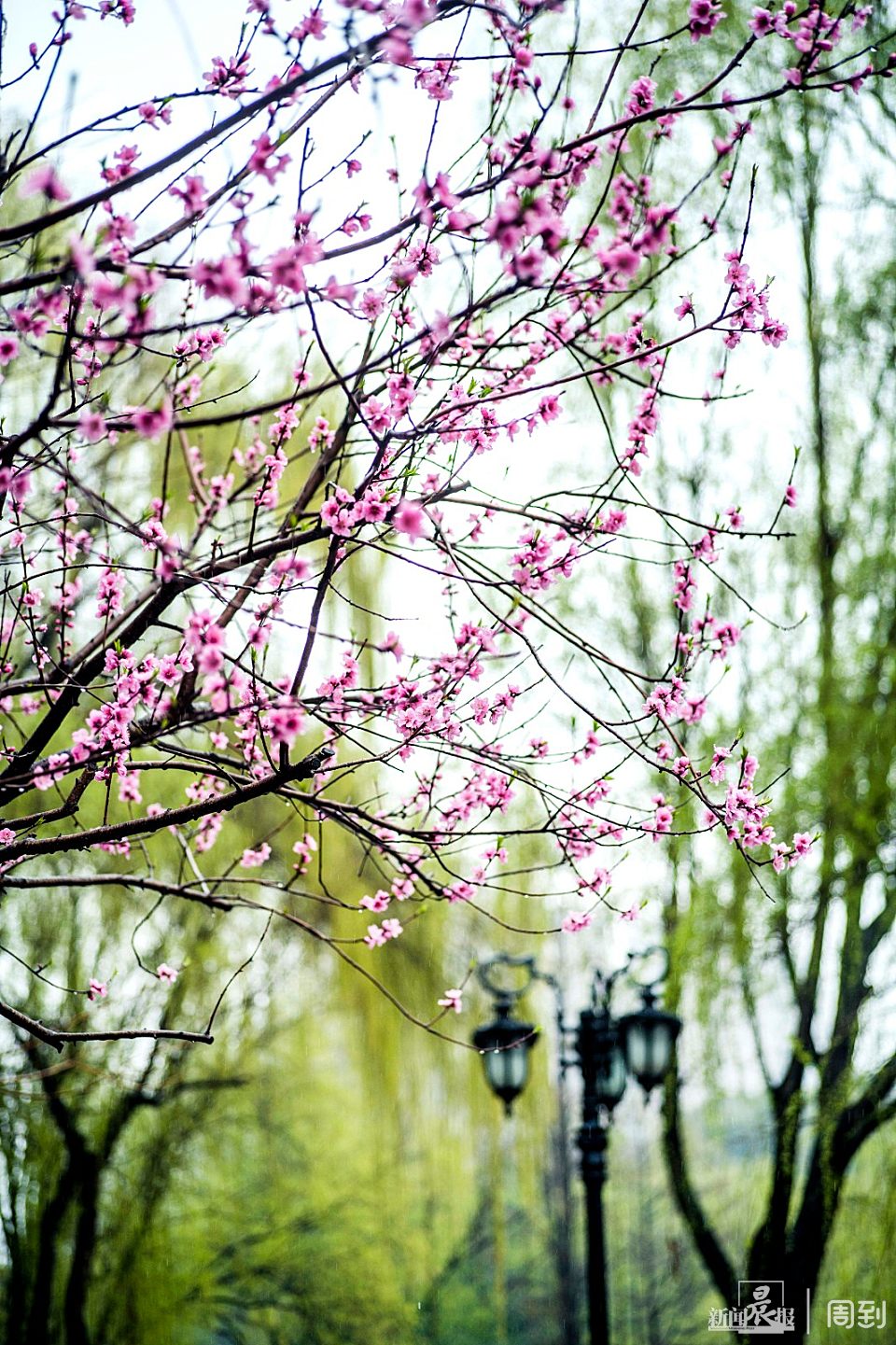 ����³Ѹ��԰��һ����ζʮ��ˮī�� | ����ͷ