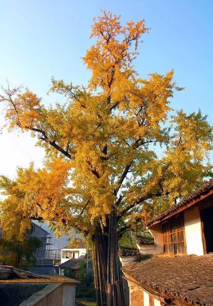 �㽭��������7�������Щ�羰�㶼ȥ��������