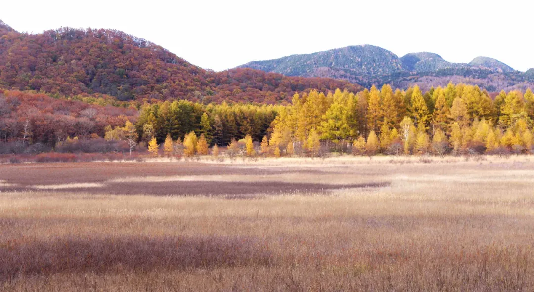 �ձ��Ĺ��ҹ�԰����������������