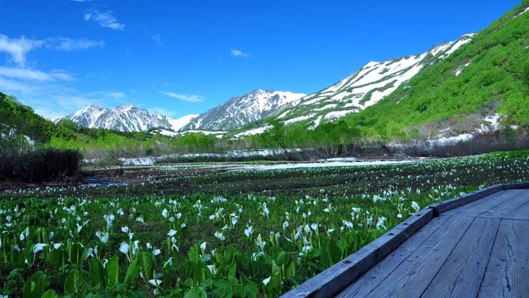 �ձ��Ĺ��ҹ�԰����������������