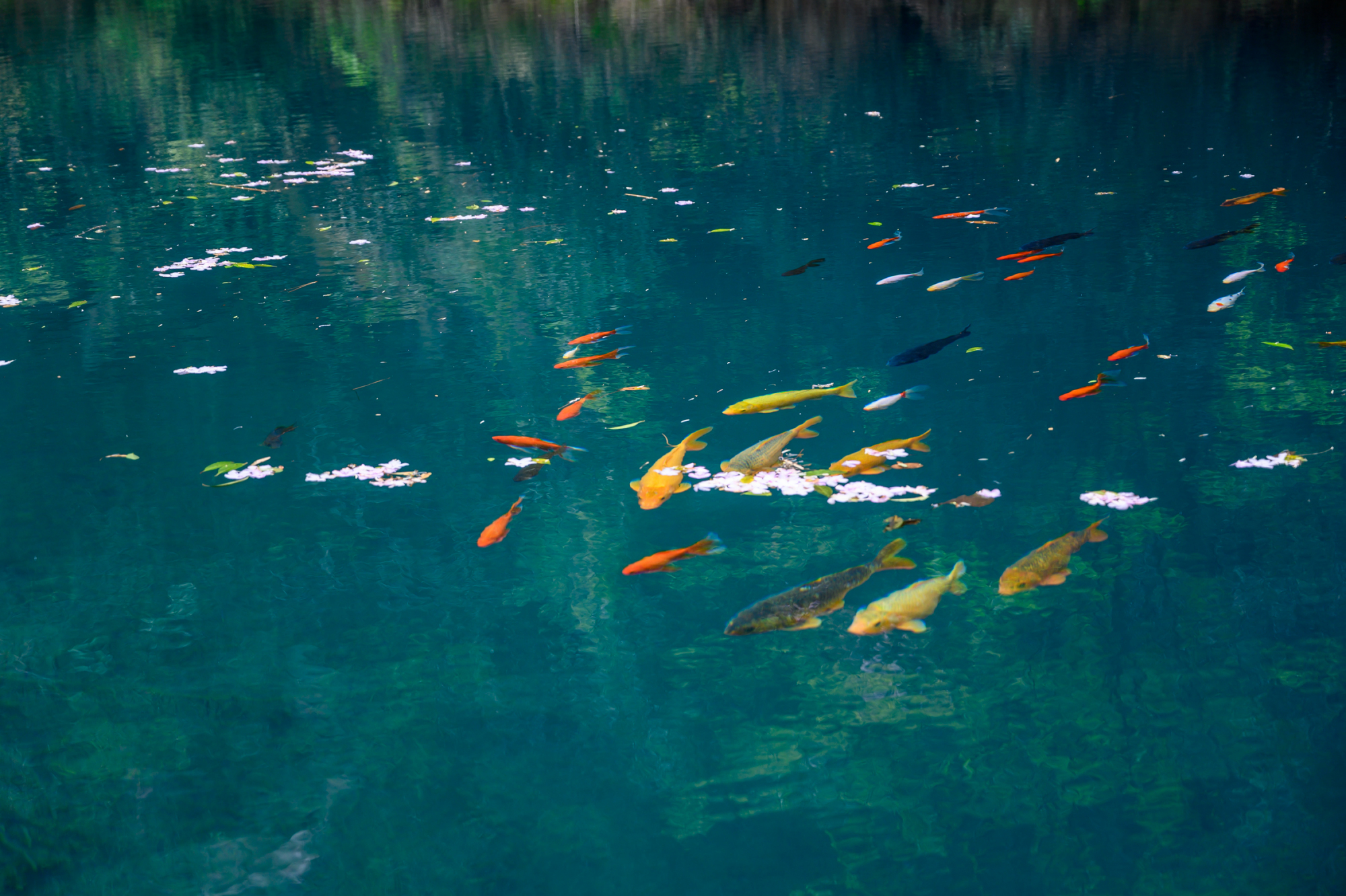 �㽭��������С�ǣ�����һ��ɽˮ�ؾ���ʷ��"���ϵ�һ��ɽ"