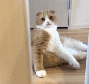 Чƣ˼