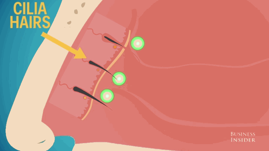 ��ë�������ܡ������������Σ��ò��ðε�����ҽ��������ѧ����