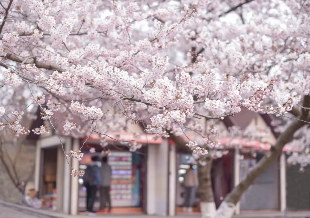 ��������5000�֣��ൺ������ȫ����