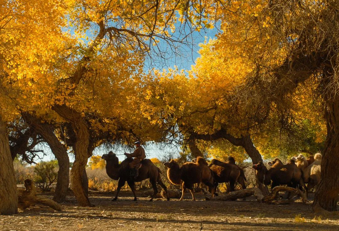 一张票卖3万多,你管这叫火车?