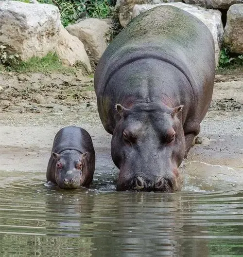 �ֲ������������������౻�������������ķ��ɱ�����ж��